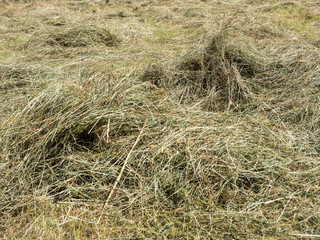 Landwirtschaftliche Heuwiese, Heuernte
