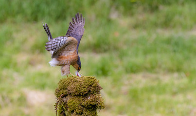 Male sparrowhawk with its kill.