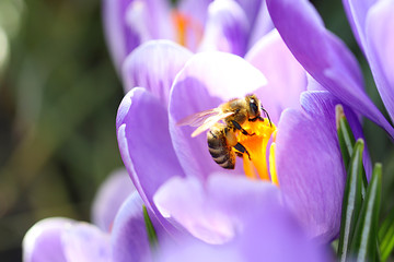 garden insects