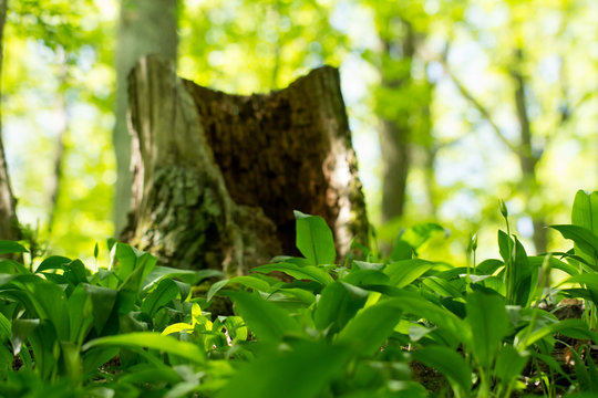 Fototapeta magic green forest