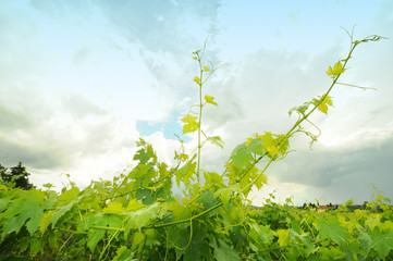 green vine leaves in a vineyard with cloudy sky. Tuscany, Italy.