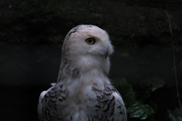 動物園のフクロウ