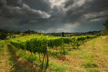 Obraz premium Beautiful rows of green vineyards in Chianti region with dramatic cloudy sky. Tuscany Italy.