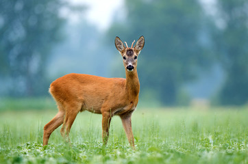 Fototapeta premium Young roe buck standing in a field