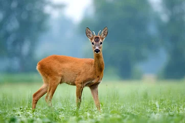 Fototapeten Junger Rehbock, der in einem Feld steht © Soru Epotok