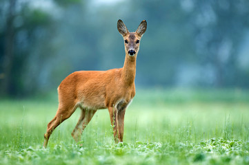 Naklejka premium Roe deer standing in a field