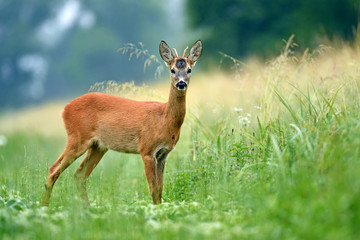 Young roe buck standing in a field