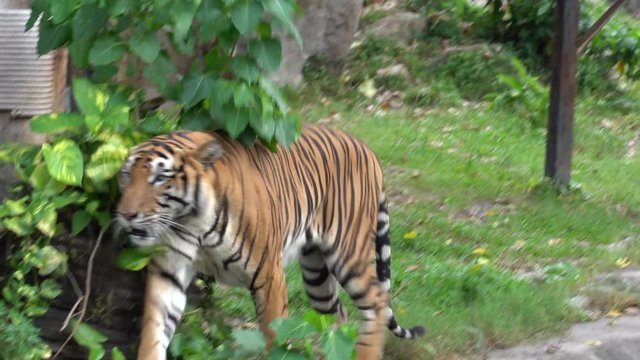 4K Movie of The Bengal tiger, also called the royal Bengal tiger (Panthera tigris), is the most numerous tiger subspecies. It is the national animal of both India and Bangladesh.