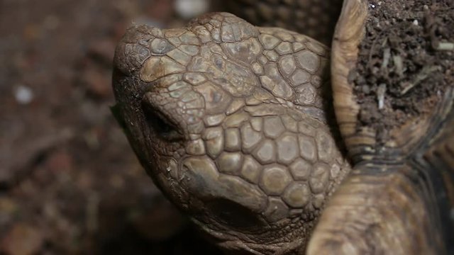 Close - up of giant tortoise