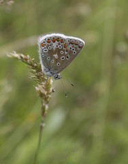 A male common blue butterfly with uncommon markings