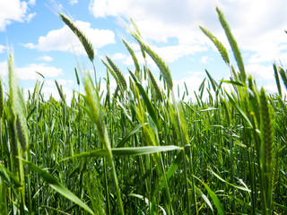 Fototapeta premium green wheat field and sunny day, the concept of agriculture, harvesting