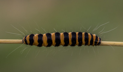 cinnabar moth catterpillar