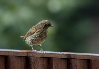 Juvenile robin  