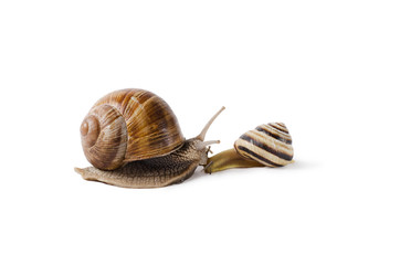 Burgundy snail, and small Snail, Helix pomatia, edible mollusk. Snails isolated against white Background.
