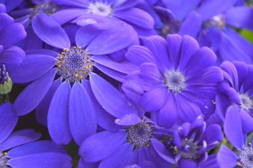 Fleurs Violettes 2
