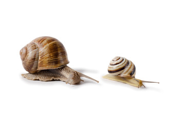 Burgundy snail, and small Snail, Helix pomatia, edible mollusk. Snails isolated against white Background.