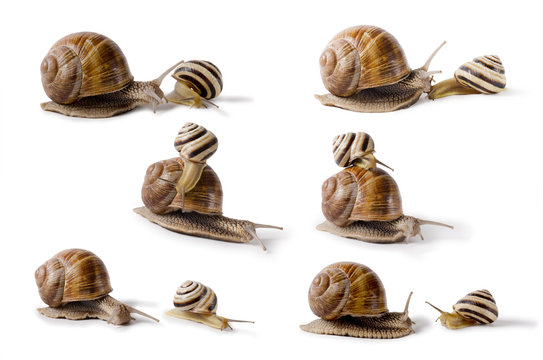 set of Burgundy snail, and small Snail, Helix pomatia, edible mollusk. Snails isolated against white Background.