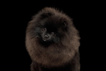 Portrait of Furry Pomeranian Spitz Dog on Isolated Black Background, front view
