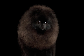 Portrait of Furry Pomeranian Spitz Dog on Isolated Black Background, front view