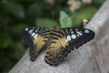 Fototapeta na wymiar Asian clipper butterfly