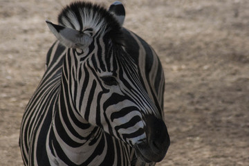 Fototapeta premium zebra