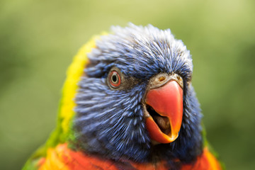 lorikeet portrait, close up, head only with the open beak.