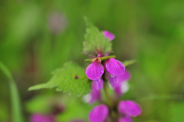 Beautiful pink flowers
