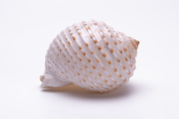 snail shells isolated on white background.