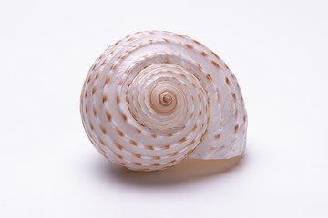 snail shells isolated on white background.
