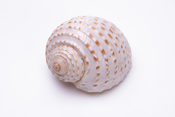 snail shells isolated on white background.