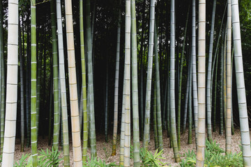 Plantation de bambous
