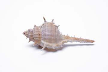 snail shells isolated on white background.