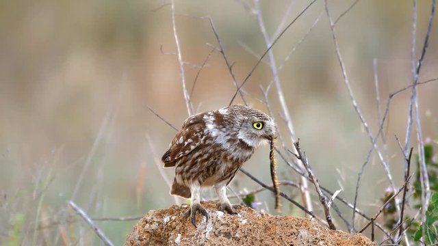 Little owl (Athene noctua) sits on a stone with a centipede in its beak.