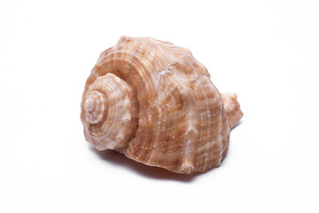 snail shells isolated on white background.
