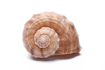 snail shells isolated on white background.