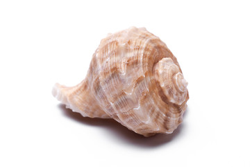 snail shells isolated on white background.