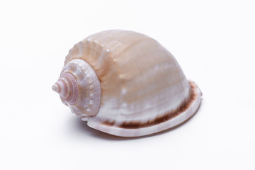 snail shells isolated on white background.