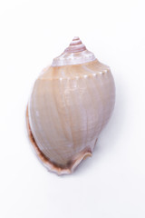 snail shells isolated on white background.