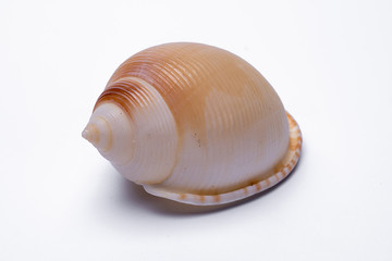 snail shells isolated on white background.