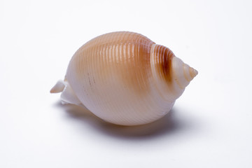 snail shells isolated on white background.