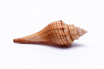 snail shells isolated on white background.