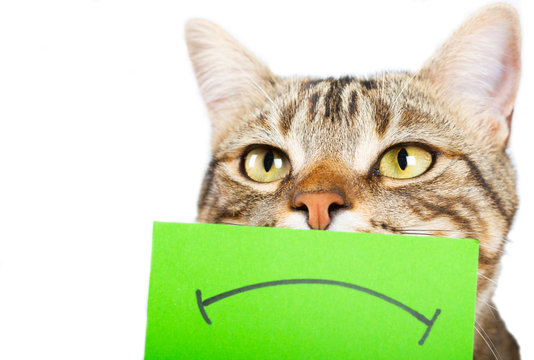 Cat with angry face