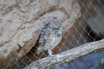 cute owl