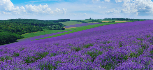 Fototapeta na wymiar Panorama of summer hills landscape with blooming lavender fields.