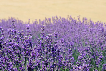 Beautiful purple lavender on field.