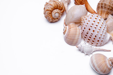 Seashell collection isolated on white background.