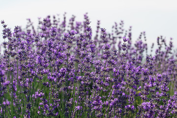 Lavender flowers at sunlight with light background.