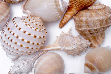 Seashell collection isolated on white background.