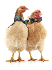 Two chickens in butterfly.