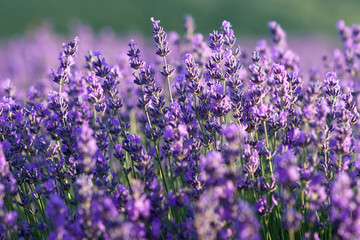 Beautiful violet lavender flowers on lavender field.